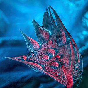 Droplets on a feather and red and blue