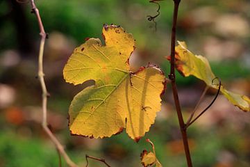 Herfst wingerdblad van Thomas Jäger