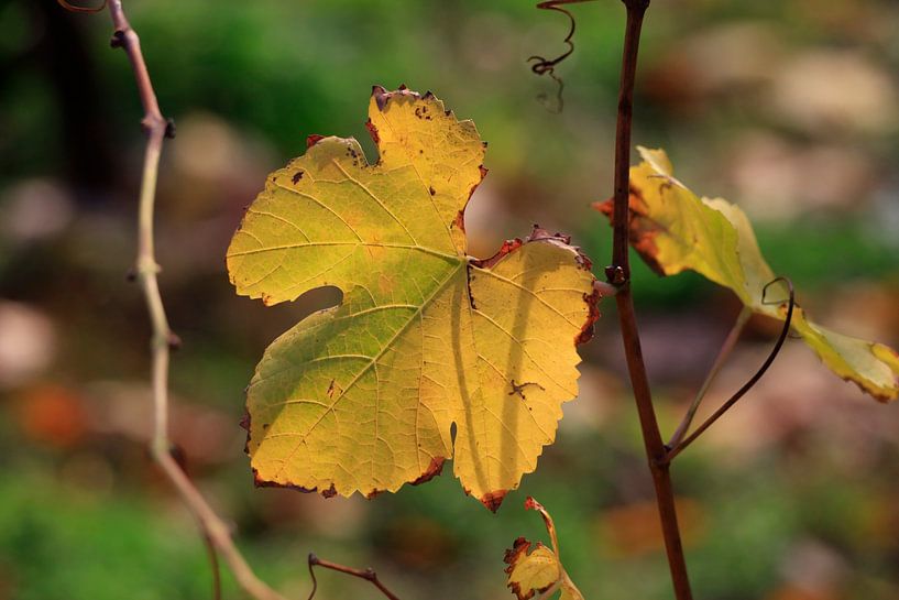 Feuille de vigne d'automne par Thomas Jäger