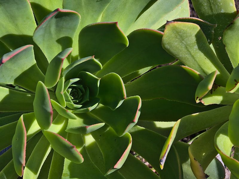 Gros plan sur une plante Aeonium valverdense par Timon Schneider