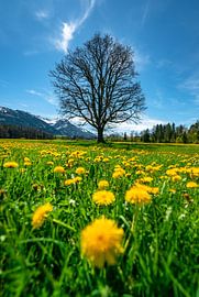 Allgäu dandelion with tree in front of Allgäu Alps by Leo Schindzielorz