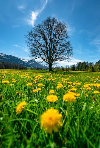 Allgäuer paardenbloem met boom voor de Allgäuer Alpen