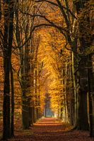 Sunny autumn days