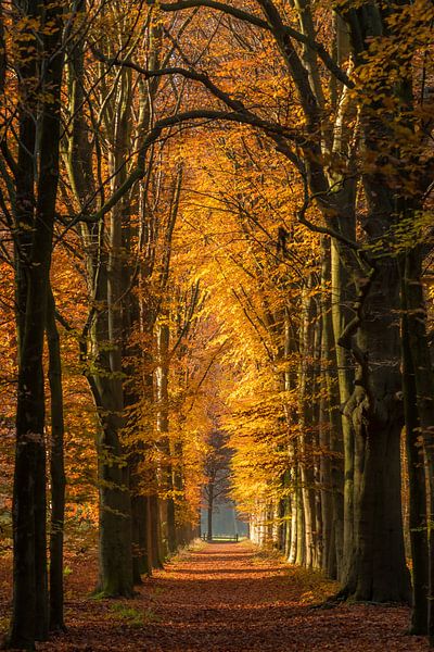 Jours d'automne ensoleillés par Eelke Brandsma