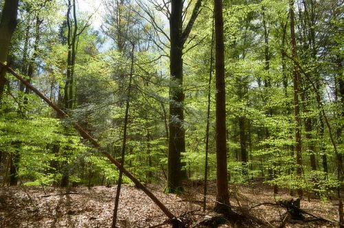 Frühling im Buchenwald