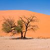 Landschap Namibië, Sossusvlei, Desert van Liesbeth Govers voor omdewest.com