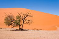 Landschaft Namibia, Sossusvlei, Wüste von Liesbeth Govers voor omdewest.com Miniaturansicht