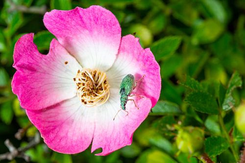 Chlorophanus viridis