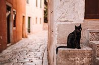 Zwarte kat in de straten van Rovinj, Kroatië. van Rebecca Gruppen thumbnail