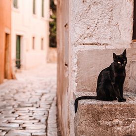 Schwarze Katze in den Straßen von Rovinj, Kroatien. von Rebecca Gruppen