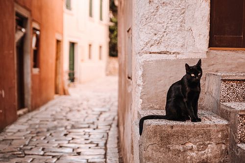 Zwarte kat in de straten van Rovinj, Kroatië.