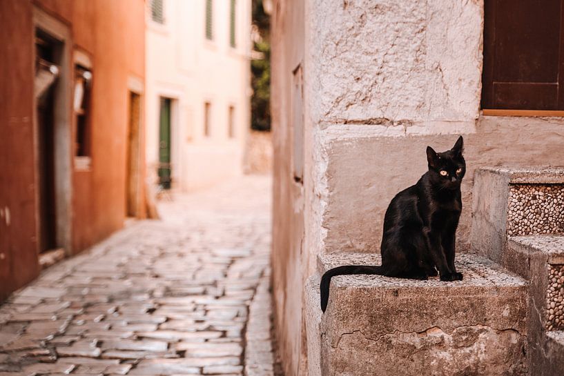 Zwarte kat in de straten van Rovinj, Kroatië. van Rebecca Gruppen