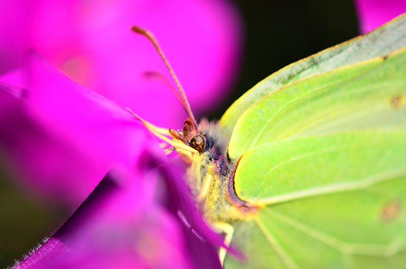 Un gros plan d'un papillon citron par Jessica Berendsen