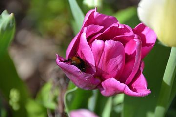 Hommel op zoek naar stuifmeel in roze tulp sur Mirjam Rood-Bookelman