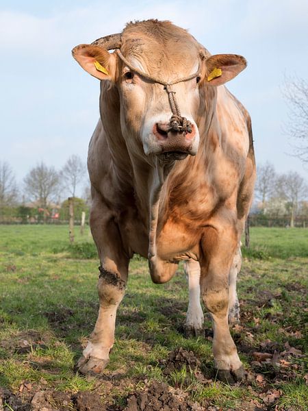 taureau blond d'aquitaine au pré par anton havelaar
