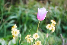 Tulpen auf einer Wiese mit schönem Bokeh. von Martin Köbsch