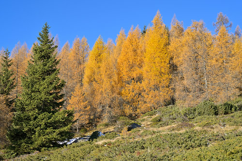 Goldener Lärchenwald an einem Berghang im Herbst unter strahlend blauem Himmel