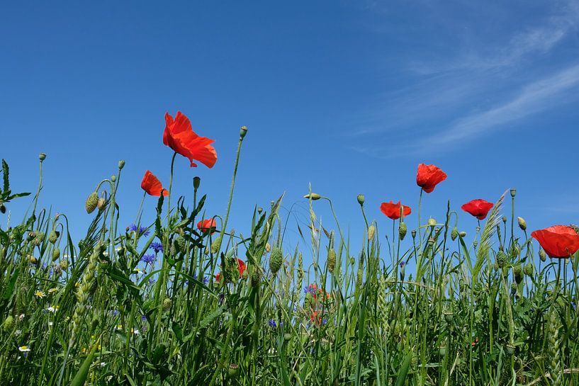 In juni van Ostsee Bilder