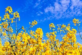 Field of rapeseed  by Evert Jan Luchies