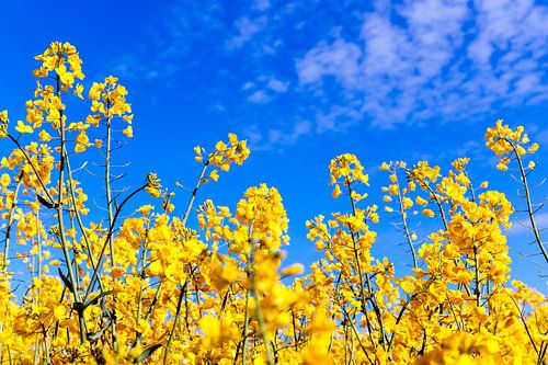 Field of rapeseed 