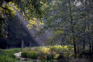 Arbres Asserbos sur Henriette Tischler van Sleen