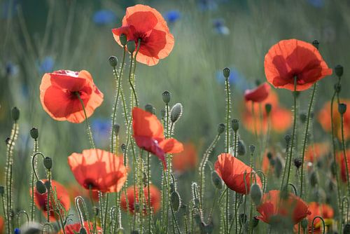 Poppies