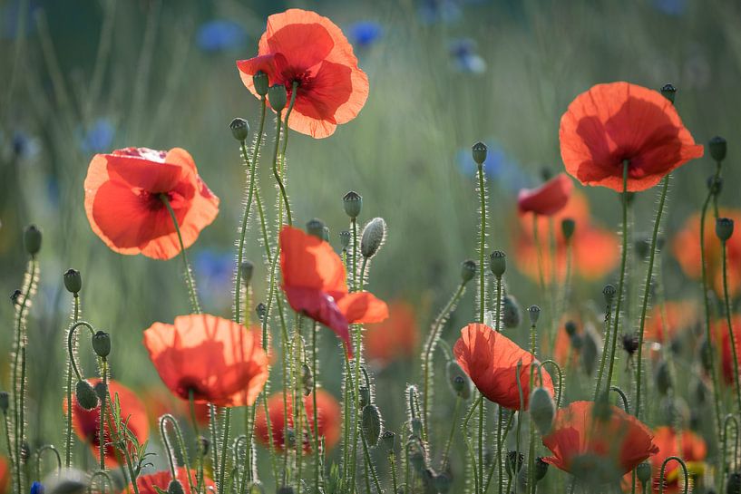 Veld met Klaprozen in tegenlicht van Mario Brussé Fotografie
