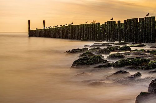 Zeeland: zon, zee en duiven