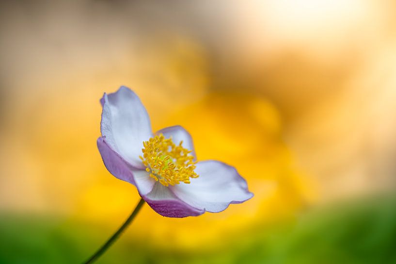 Nature morte naturelle et romantique avec une anémone d'automne rose par John van de Gazelle fotografie
