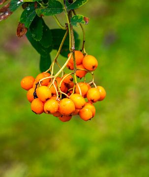 Oranje lijsterbessen aan de boom