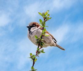 Close-up of a male house sparrow on a branch by ManfredFotos