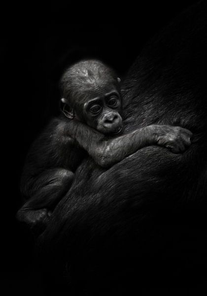 trieste kleine welp. Schattige kleine gorillajongen klampt zich vast aan moeders vacht. Geïsoleerde  van Michael Semenov