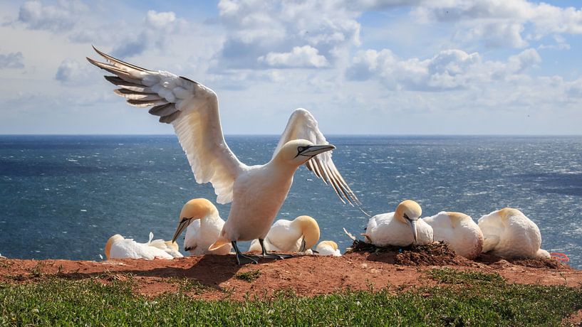 Jan van Gent Helgoland par Randy van Domselaar