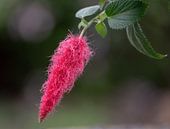 Red Acalypha by Ingrid Aanen thumbnail