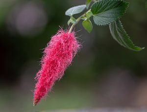 Rote Acalypha