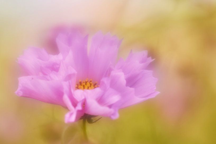 Cosmea by Angelique Spanjaard-Oomen