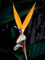The Strelitzia in tropical light