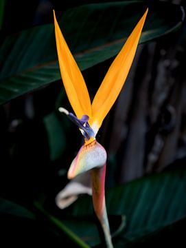 De Strelitzia in tropisch licht van Captured Created by Cathleen