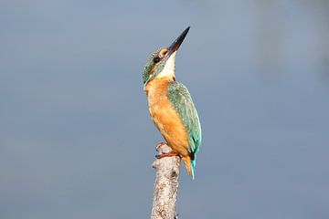 IJsvogel / Kingfisher van Jan Katsman