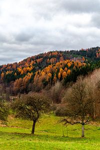Wanderung durch einen farbenfrohen Thüringer Wald