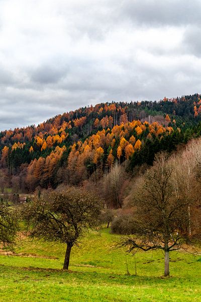 Randonnée à travers une forêt de Thuringe haute en couleur par Oliver Hlavaty