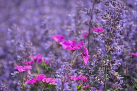 Rose in blauw ... de lente houd van jou. by Yvonne van der Meij