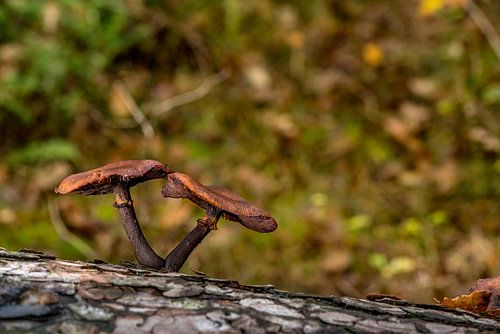 Paddenstoelen op Texel