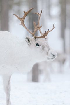 White reindeer in winter landscape | Swedish Lapland | Nature photography by Marika Huisman fotografie