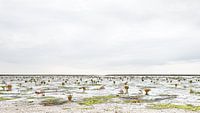 Uitzicht op het wad bij Hauke-Haien-Koog, Duitsland van Rob Liefveld thumbnail