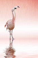 Rosa Flamingo