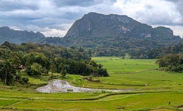 Reisfelder in Indonesien. von Floyd Angenent