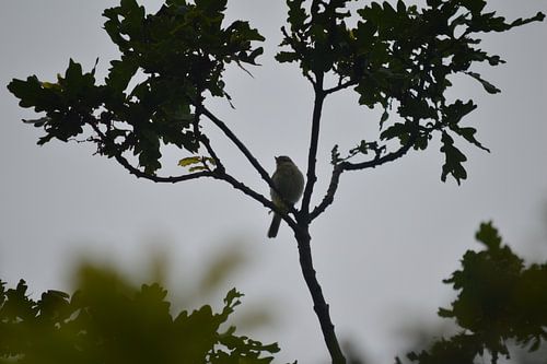 Oiseau dans une branche d'arbre, fort contraste