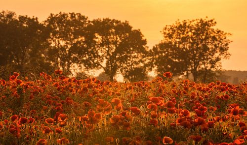 Zomeravondgevoel: klaprozen bij zonsondergang