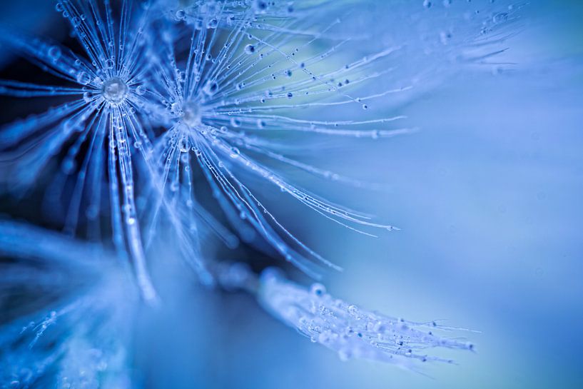 Dandelion fluff (flower, fluff, dandelion) by Bob Daalder
